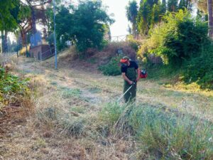 Scopri di più sull'articolo Sfalcio della vegetazione e manutenzione del verde